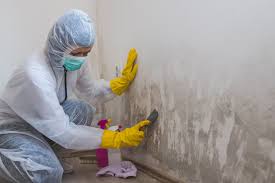 Reliable Jarrell, TX Mold Prevention & Removal  Solutions